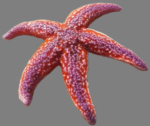 Source Image 1