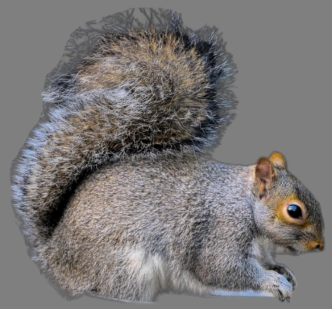Source Image 1