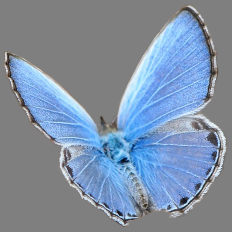 Source Image 1